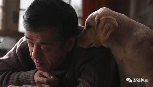 忠爱无言 在线观看,感人至深的动物情感故事  第1张